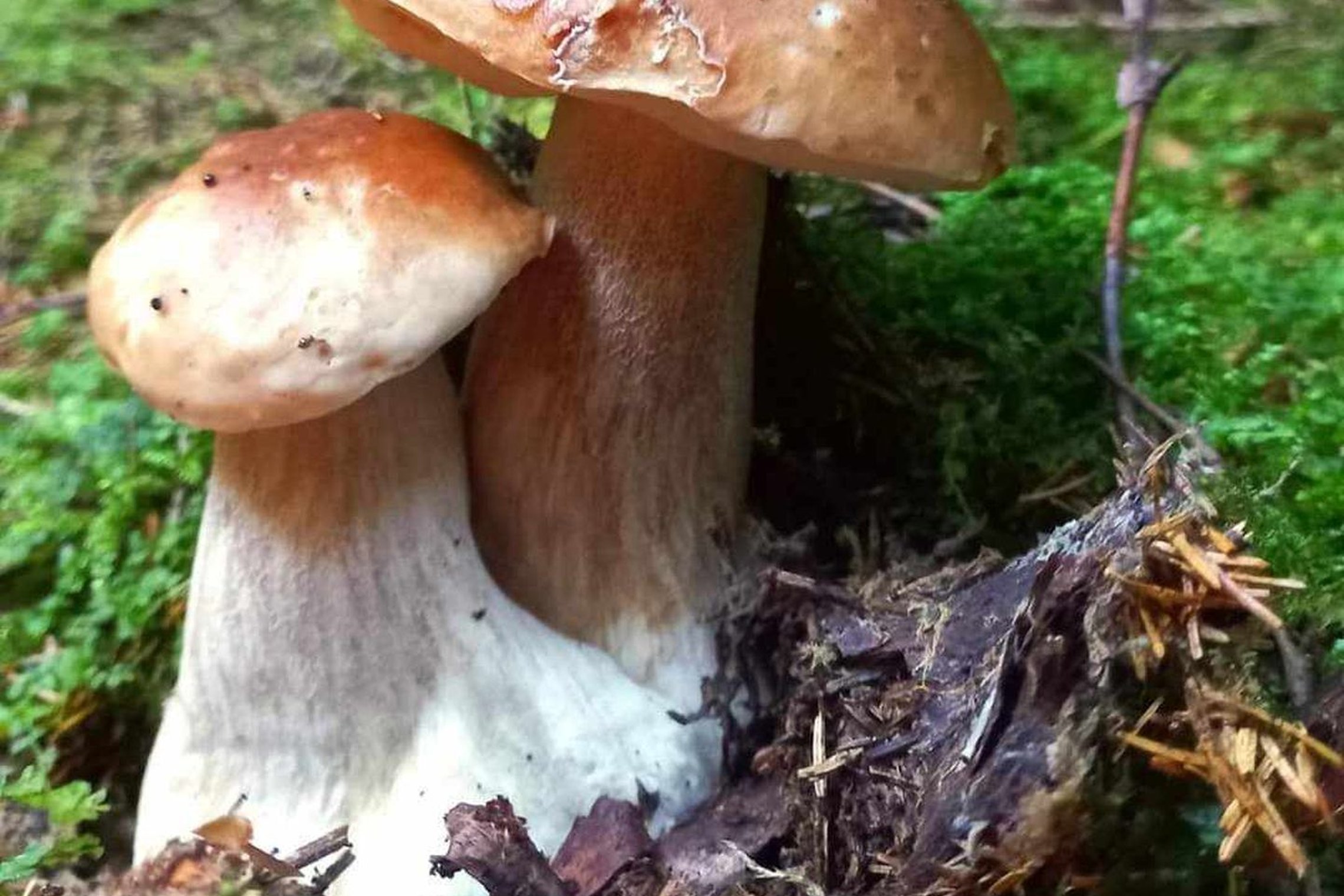 Iliustracija