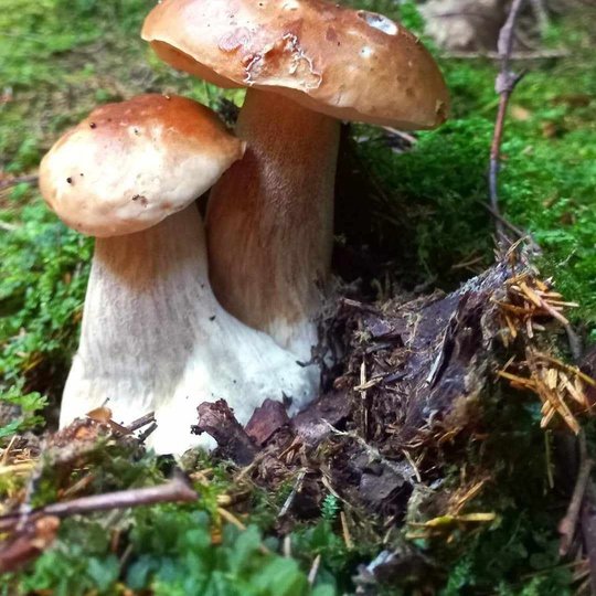 Iliustracija