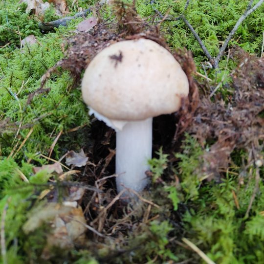 Iliustracija