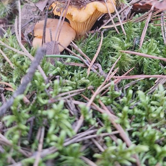Iliustracija