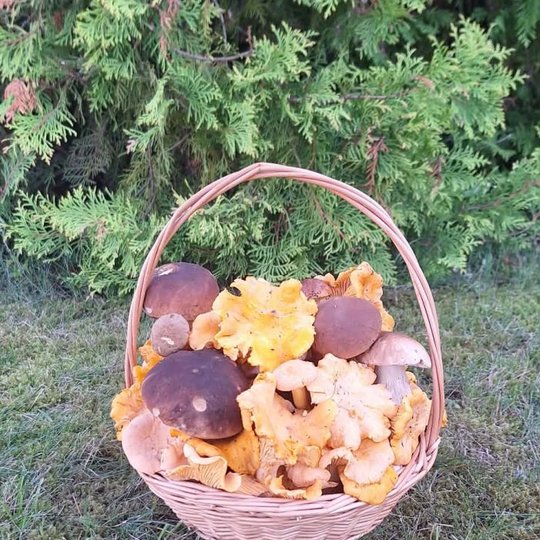 Iliustracija