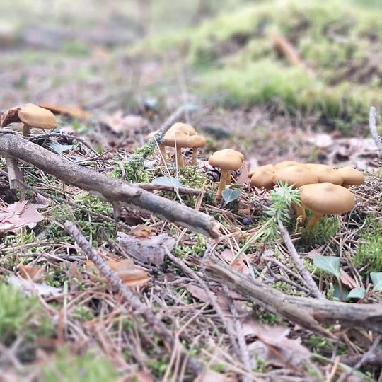 Iliustracija